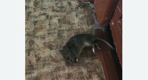 Дезинфекция от мышей в Зеленограде
