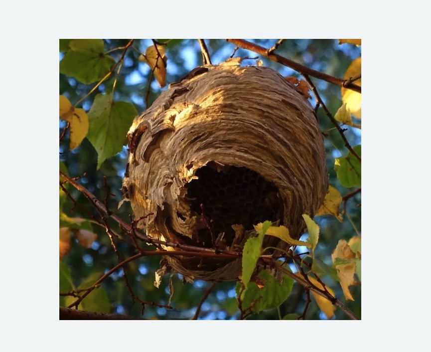 Обработка от шершней в Зеленограде