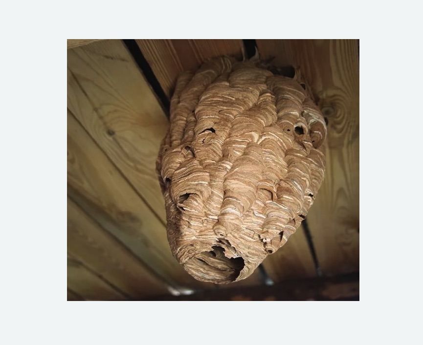 обработка от шершней в Зеленограде