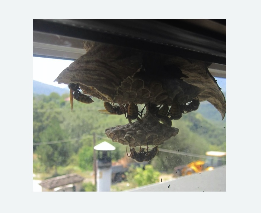 Уничтожение гнёзд шершней в Зеленограде