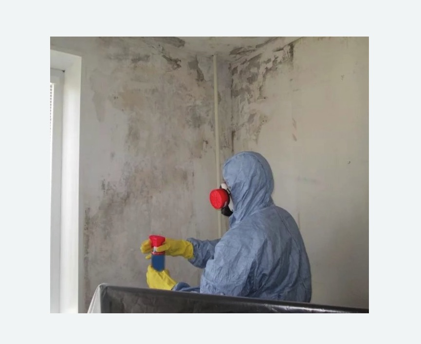 Удаление плесени в квартире в Зеленограде