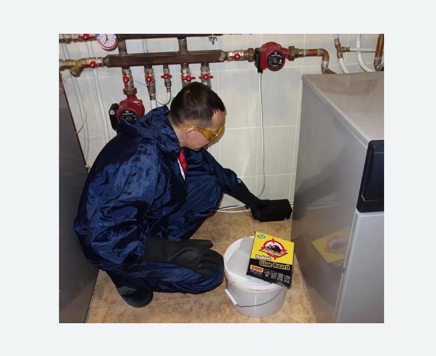 Уничтожение крыс в Зеленограде