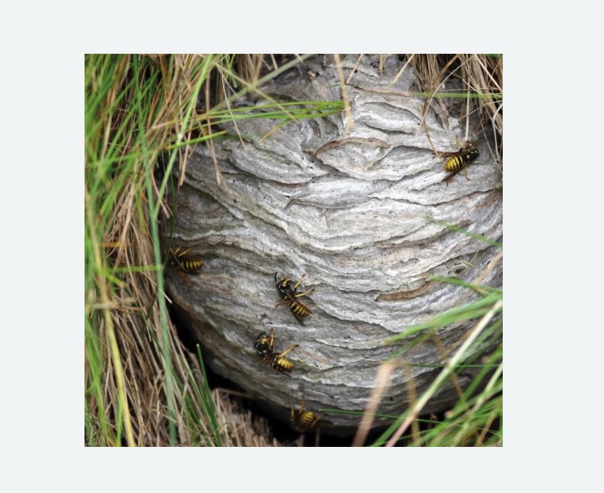 Уничтожение ос и ульев в Зеленограде